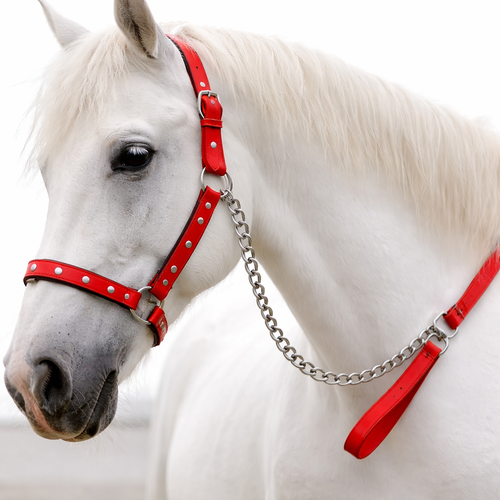 Premium Red Leather Horse Halter and Lead Rope Set | Adjustable Heavy Duty Bridle for Horse Training and Riding