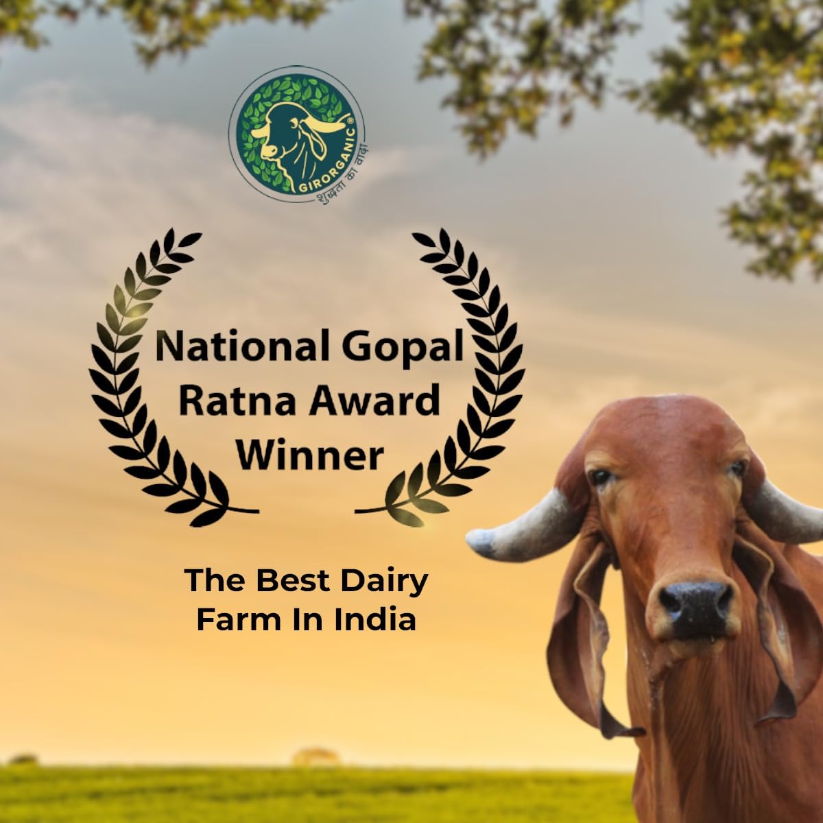 GirOrganic A2 Gir Cow Ghee